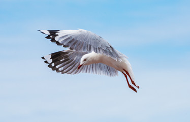 Seagull flying in the blue sky.
