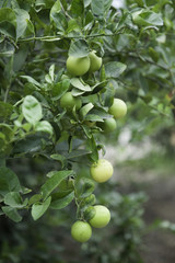 lemon tree ready to harvest