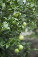 lemon tree ready to harvest