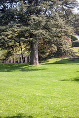 Fototapeta na wymiar botanic garden with green trees