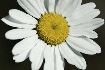 Abstract Flower Closeup