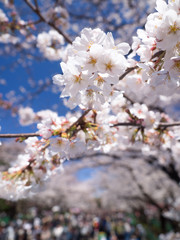 桜が満開の上野公園
