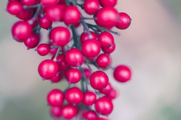 Berry Macro Shot