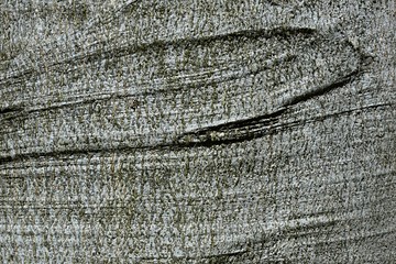 Wrinkled light grey bark wood texture of hornbeam tree, latin name Carpinus