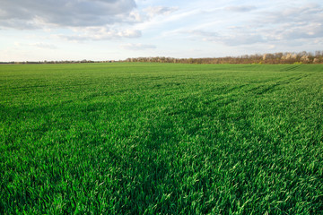 Obraz premium green field and blue sky