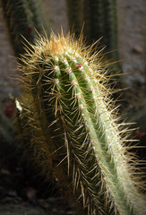 Jardin de Majorelle, plantes exotiques, Marrakech, Maroc