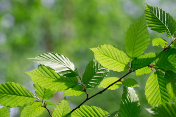 Fototapeta na wymiar green leaves on the tree
