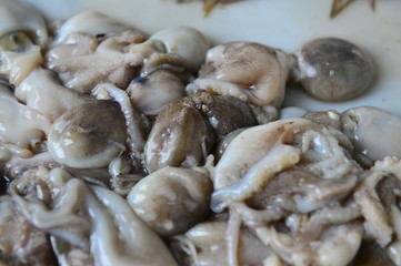 Octopus seafood fresh