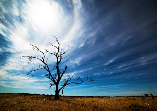 Lifeless tree in the hot summer sun in Australia.
