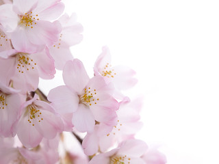 Fototapeta premium サクラの花