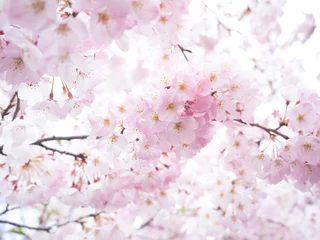 Crédence de cuisine en verre imprimé Fleur de cerisier サクラの花