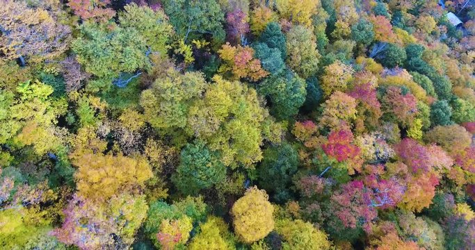 Drone Over trees during fall