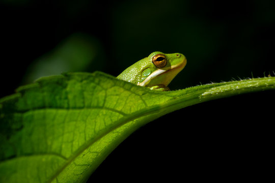 American green tree frog (Hyla cinerea) peering over a leaf. Copy space
