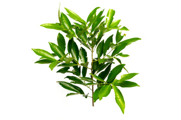 Fototapeta premium Green leaf is Asian herb.