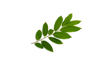 Green leaf is Asian herb.