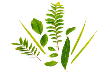 Green leaf is Asian herb.