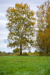 Beautiful green trees