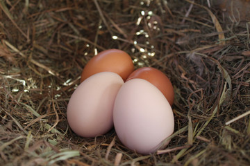 eggs in the nest
