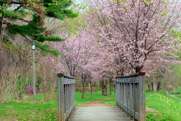 桜と木の橋
