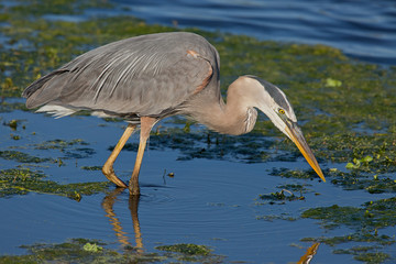 Great Blue Heron (Ardea herodias)