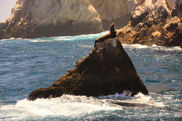animal on rock in ocean © Sofia