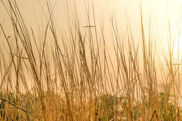dry grass flower field on morning with sunlight