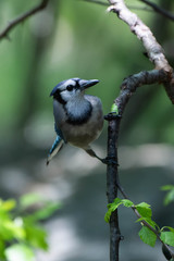 Obraz premium Blue Jay