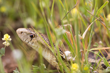 Pacific Gopher Snake (Pituophis catenifer catenifer) hiding in the grass. San Mateo County, California, USA.
