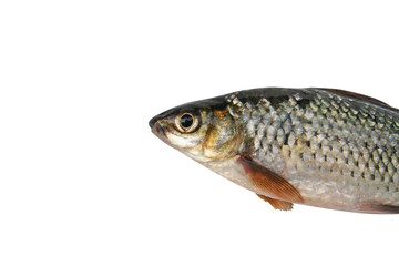 Tropical fish Siamese mud carp,small freshwater,asia isolated on white background