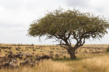 Great migration landscape. Kenya, Africa
