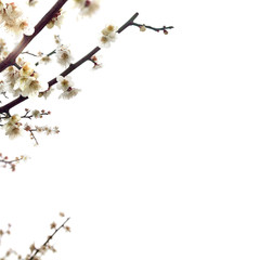 Background frame with beautiful spring landscape