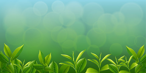 Fototapeta na wymiar leaves green tea season background.