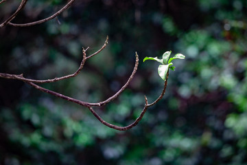 Small leafs growing on otherwise bare tree branch. Photosynthesis and clean energy environmental concept