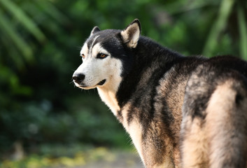 Portrait of Siberian Husky