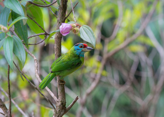 Blue-throated barbet