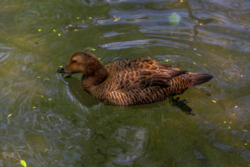 Earth Toned Plumage on a Eider Duck Foraging on a Pond