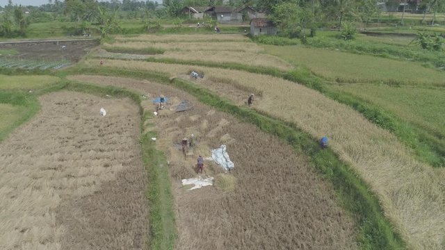 Farmer harvest aerial 4K original footage,  Yogyakarta, Indonesia - April 2018