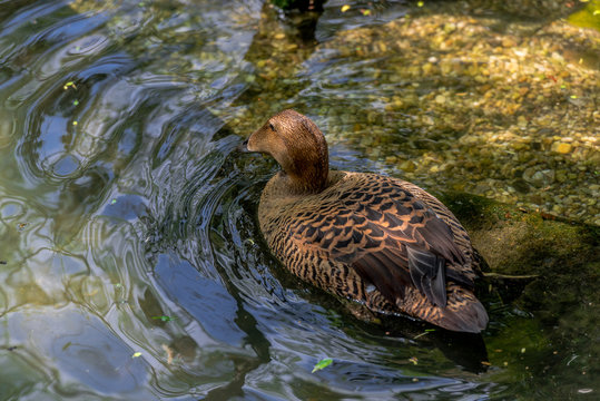 Earth Toned Plumage on a Eider Duck at the Edge of a Pond