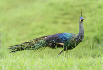 Fototapeta premium Green peafowl