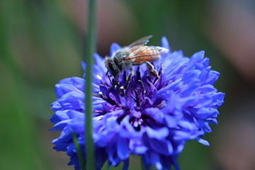 Centaurea cyanus & Haney bee