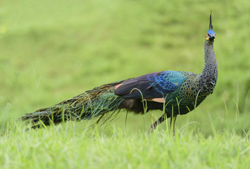 Naklejka premium Green peafowl