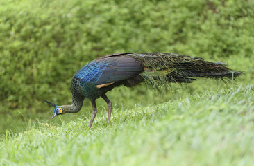Green peafowl