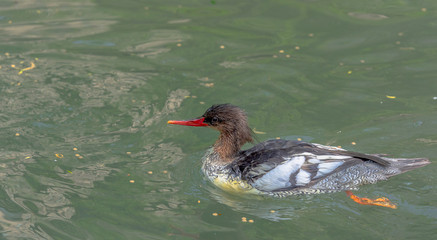 Tan, Yellow, and Grey Plumage on a Merganser Duck on a Pond