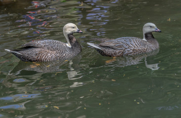 White, Pink, and Black Plumage on a Pair of Emperor Geese on a Pond