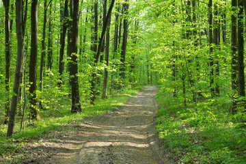 Forest trees. nature green wood sunlight backgrounds
