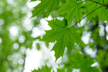green leaves on the tree