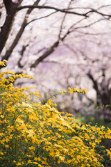 山吹と染井吉野