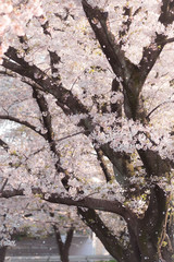 花舞う桜の木