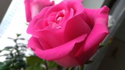 Rose, flower, petals, bud, beauty, garden flower, colorful, purple, pink, juicy, macro, close-up, pink, bloom, romance, gift, picturesque, elegant, bright, pink bud, nature, plant, beauty in nature , 