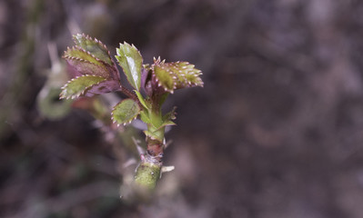 Early Spring